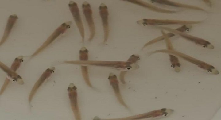 Скачай это бесплатное Фото на тему Малек судака