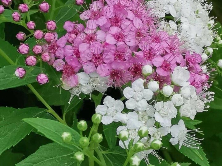 Спирея широбана. Spiraea japonica Genpei. Спирея Широбана высота. Спирея японская Широбана осенью. Спирея резервиана.