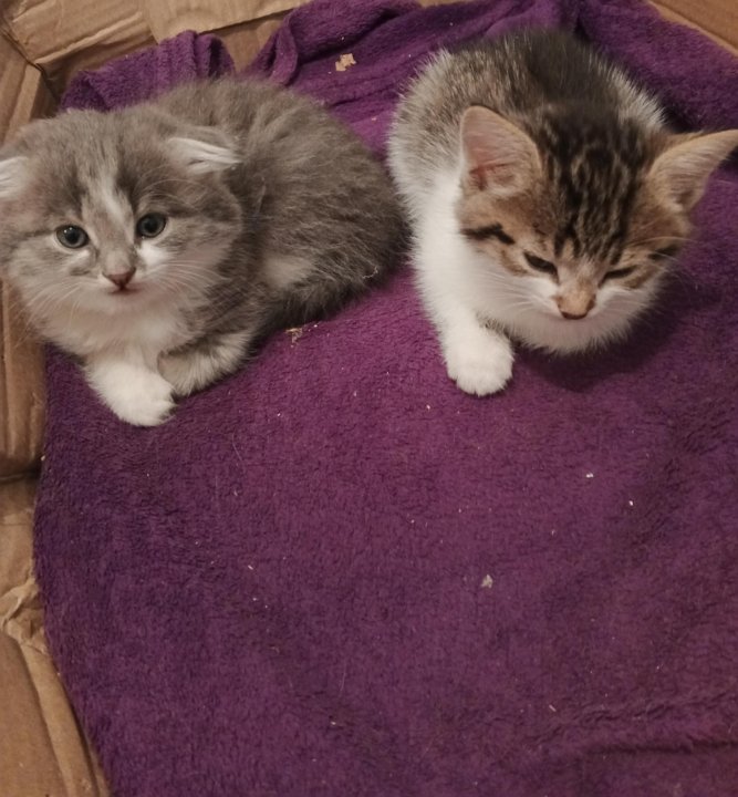 Отдам котят нея. Отдам котят нея