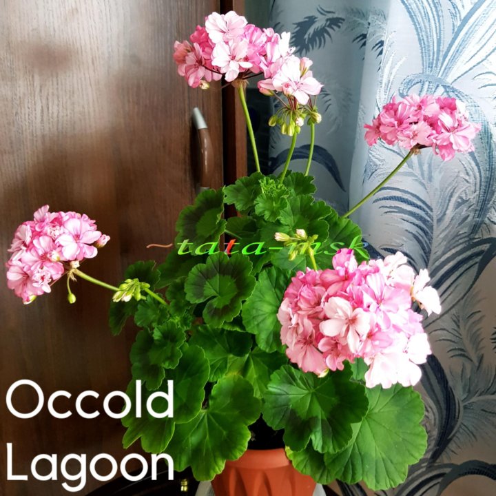 Occold lagoon пеларгония фото описание