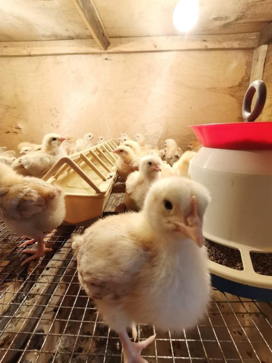 Купить В Омске Цыплят Цветных