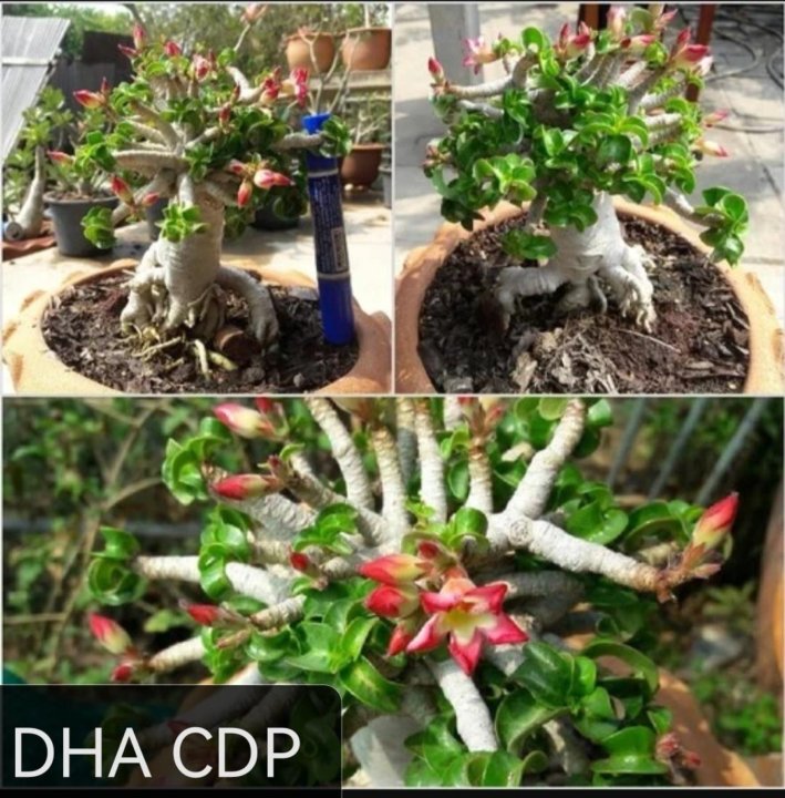 Адениум dorset horn. Адениум DHA Medusa. Адениум Дорсет Хорн медуза. DHA CDP Adenium. Адениум DHA arabicum.