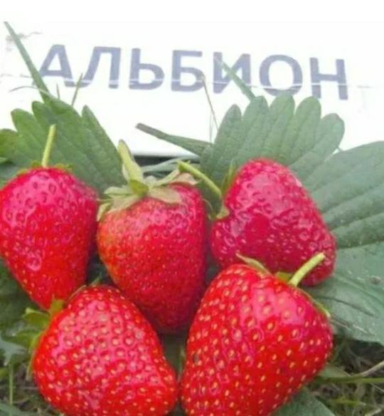 Характеристики сорта альбион. Клубника Альбион. Сорт клубники Альбион. Альбион клубника описание сорта. Клубника Нагаока.