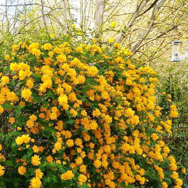 Форзиция. Форзиция керрия. Форзиция пестролистная. Магония mahonia "aquifolium". Магония падуболистная куст.