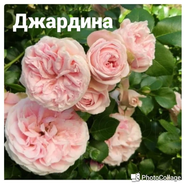 Роза жардин фото и описание отзывы