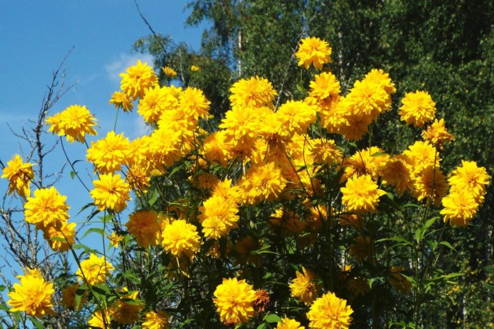 Золотой шар цветы многолетники фото и название