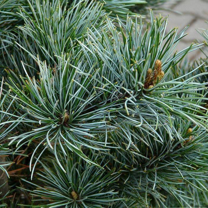 Pinus parviflora