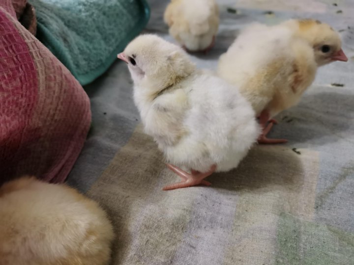 Купить В Омске Цыплят Цветных