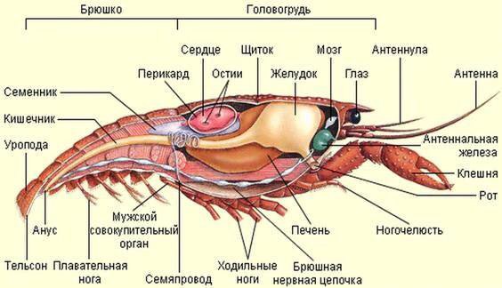 Доказанные лечебно-профилактические свойства МГТ. "Окно терапевтических возможно