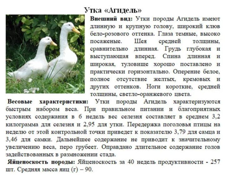 Утки породы Агидель. Бройлерная утка Агидель. Утка Агидель Благовар. Ст 5 описание породы утки.
