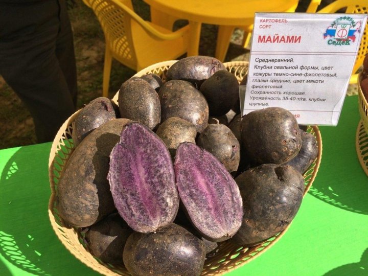 Фиолетовый сорт картофеля гурман. Картошка сорт майами. Картофель сорт майами. Картофель с фиолетовыми пятнами. Картофель сорт майами.