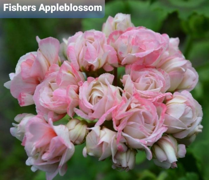 Пеларгония apple. Хэппи Эппл блоссом пеларгония. Пеларгония Appleblossom Rosebud. Пеларгония Happy Appleblossom Rosebud. Пеларгония Pelargōnium Happy Appleblossom.