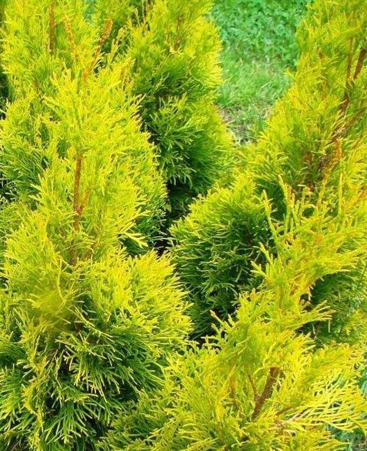 Туя западная брабант на штамбе. Годовой прирост туи смарагд. Туя 8. Туя шаровидная амбер глоу. Композиции с туями.