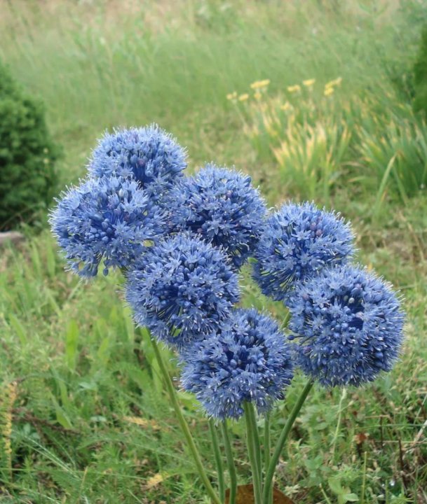 Лук голубой. Аллиум голубой (Allium caeruleum). Лук аллиум голубой. Азуреум лук голубой. Лук голубой Королевский.