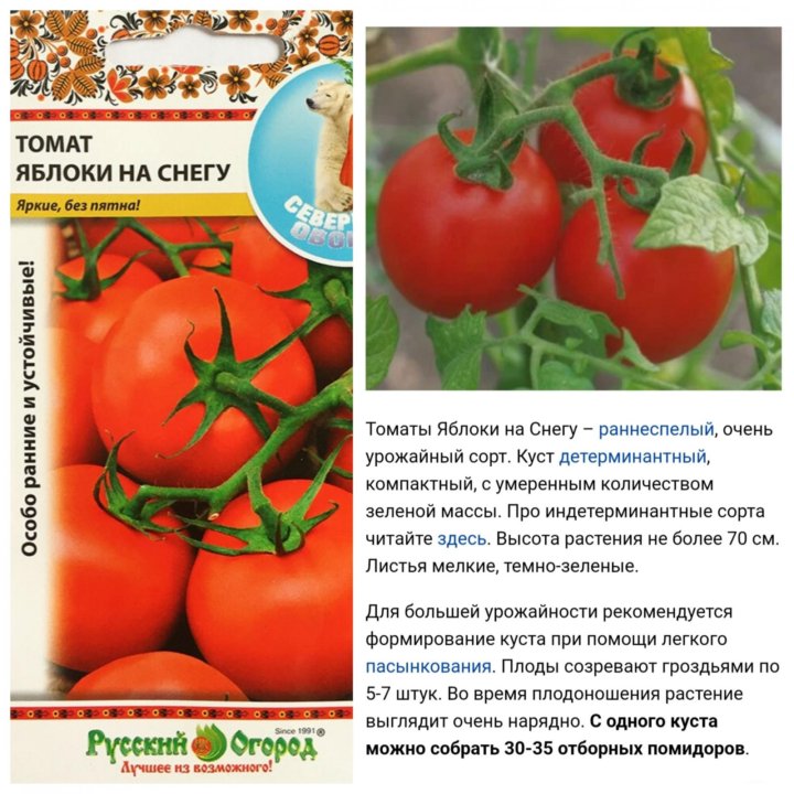Помидоры яблоко описание сорта фото Помидор яблоко описание - найдено 86 фото
