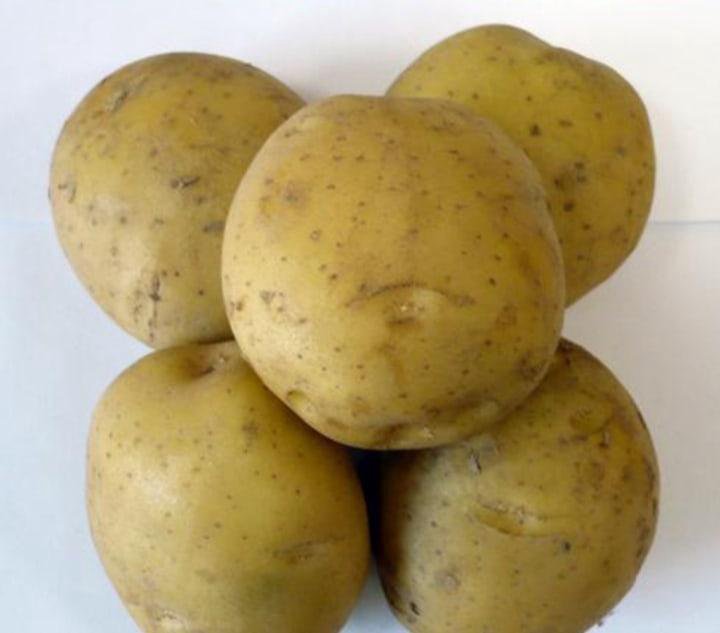 Сорт картофеля сынок фото. Картофель Бельмондо картофель. Картофель plu 31893 сорт. Сорт картофеля Бельмондо. Сорт картофеля Барбара.