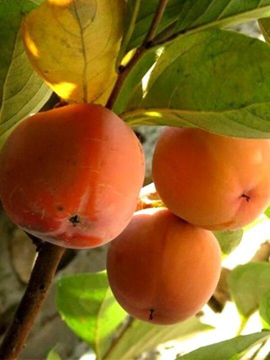 Королек шарон. Хурма тамопан. Морозостойкость хурмы. Крымская хурма. Хурма сорт россиянка.