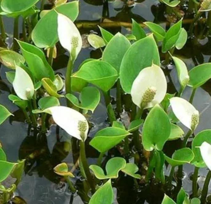 Дождь и растения. Влага любимые растения. Капли дождя на листьях. Капли воды. Листья с каплями воды.