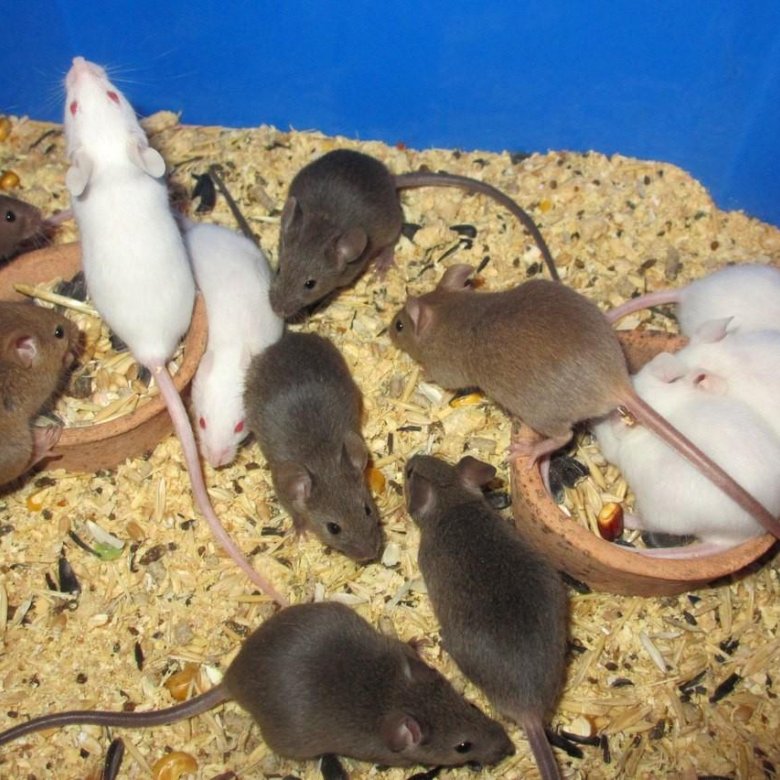 крыса дамбо в зоомагазине. много крыс. декоративная крыса дамбо. мышка в зоомагазине. клетка для крысы дамбо.