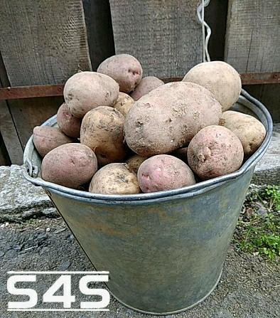 Купить Картофель В Свердловской Области