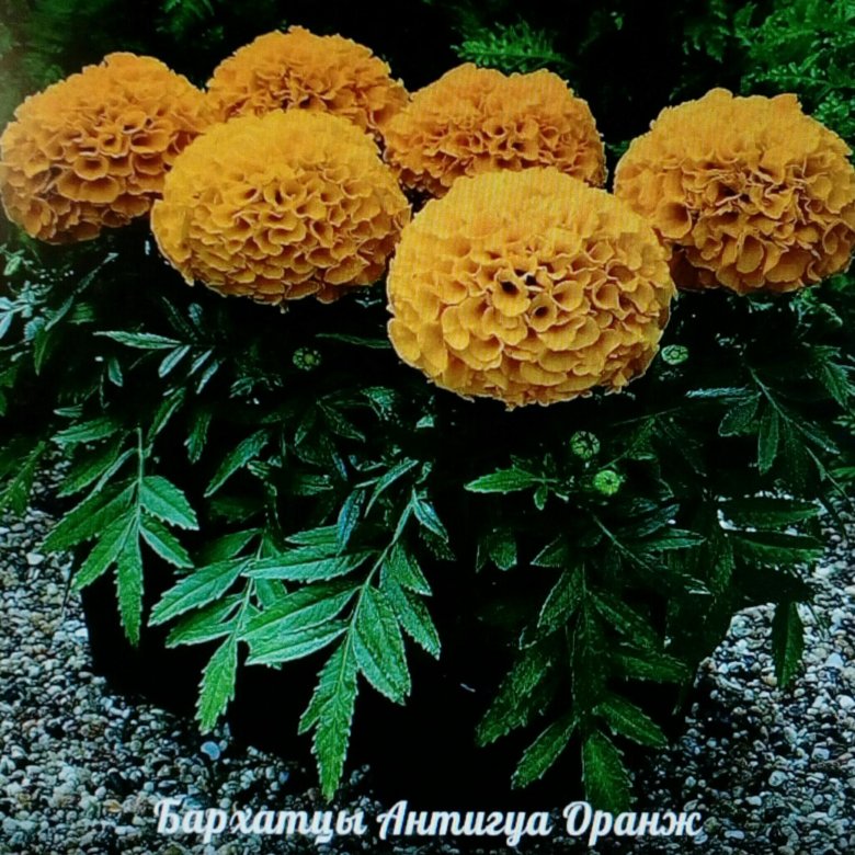 Бархатцы сорта с фото и названиями