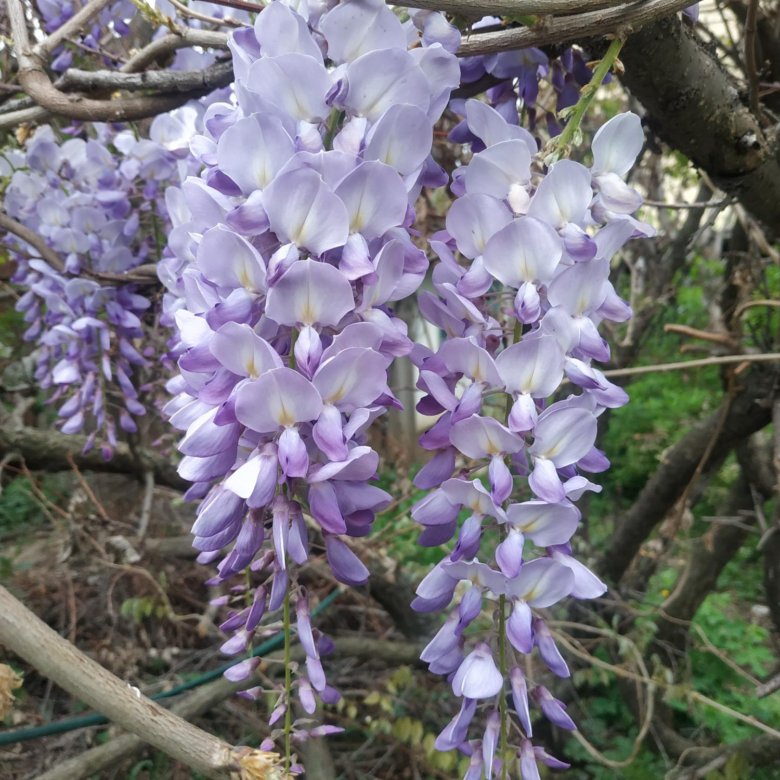 Глициния сапфир. Глициния в ассортименте Wisteria in varieta 3л.