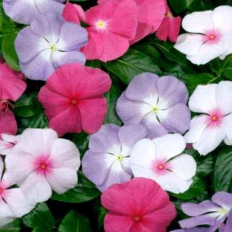 Барвинок Семена Купить В Москве