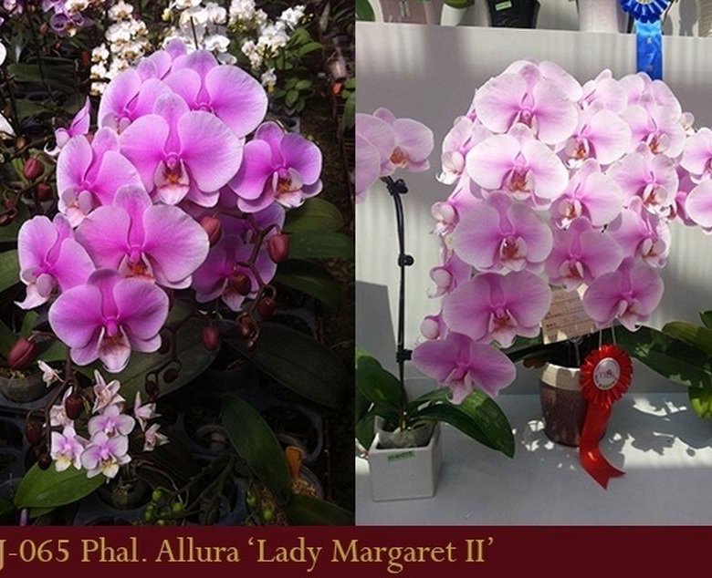 Dtps. Jiuhbao Pink Lady PHALAENOPSIS ORCHIS FLORICULTURING INC.