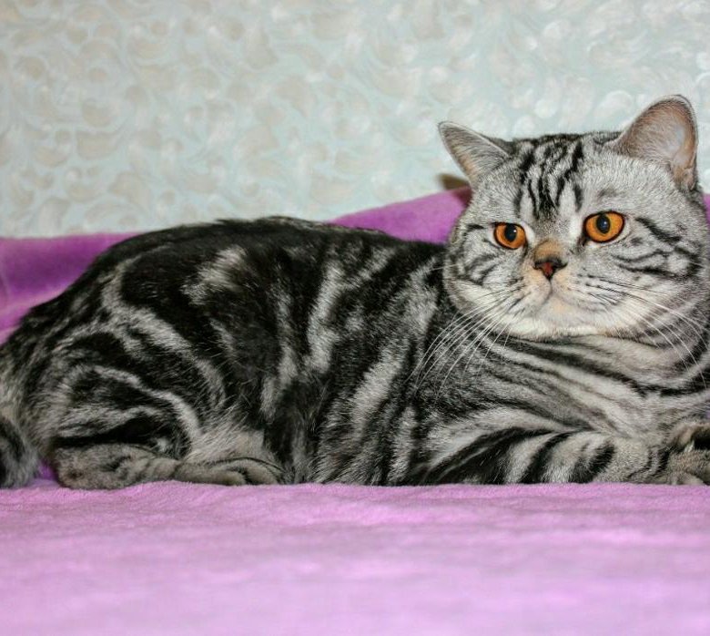 Котика для вязки с британцем. Британский кот вискас. Кот для вязки британец. Британская кошка с треугольной мордой. Кот на вязку авито.