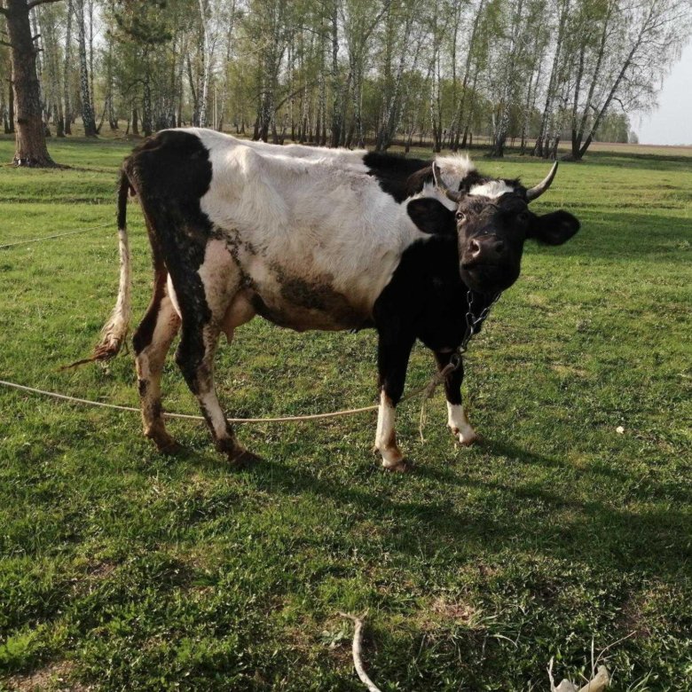 Купить корову в красноярском. Сколько стоит корова. Коровы в Комсомольске. Корова в Бишкеке. Корова купить.