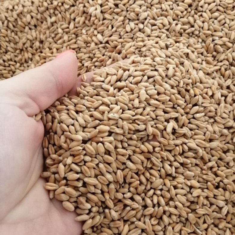 Где продается зерно. Ячмень в мешках. Семена зерновых. Где продается зерно. Пшеница фуражная.