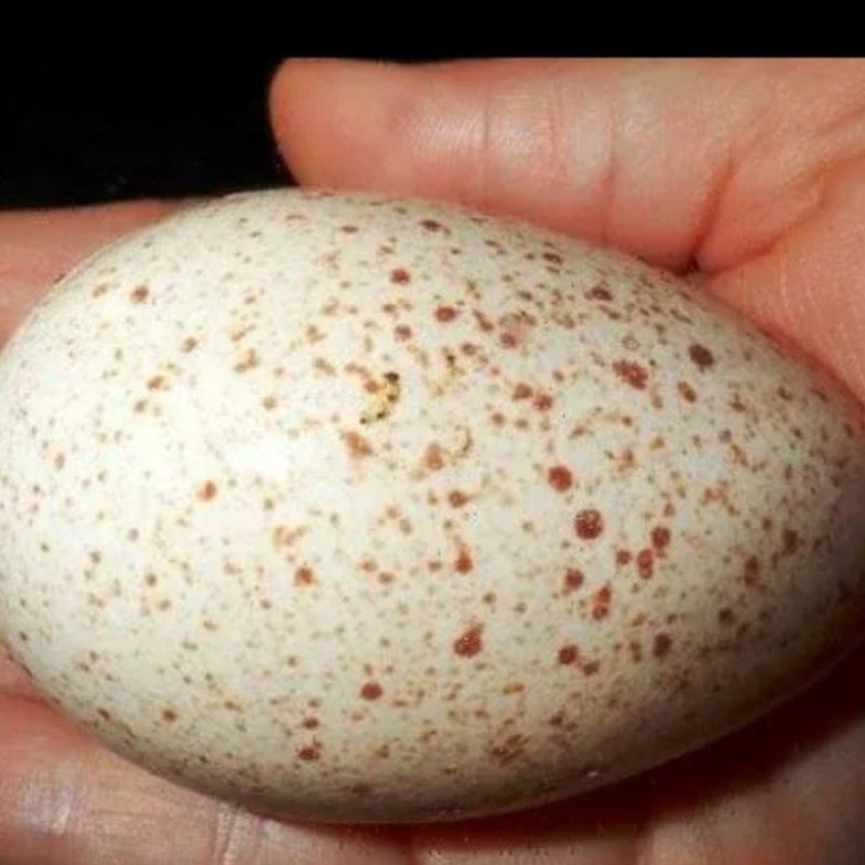 Пушкинские яйца. Яйцо Пушкинской как выглядит. Индюшиные яйца купить.