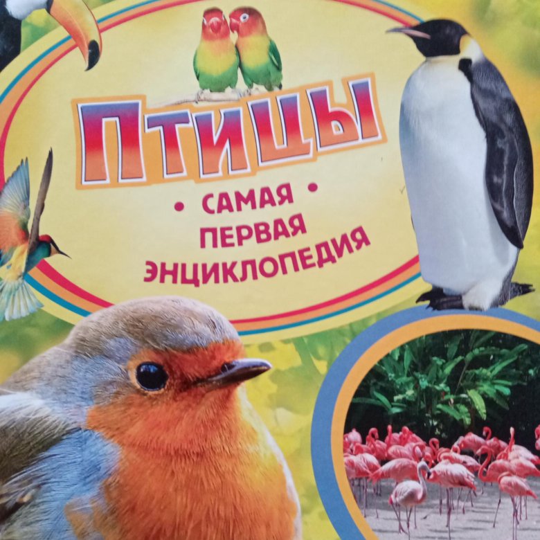 Читать птицы его жизни