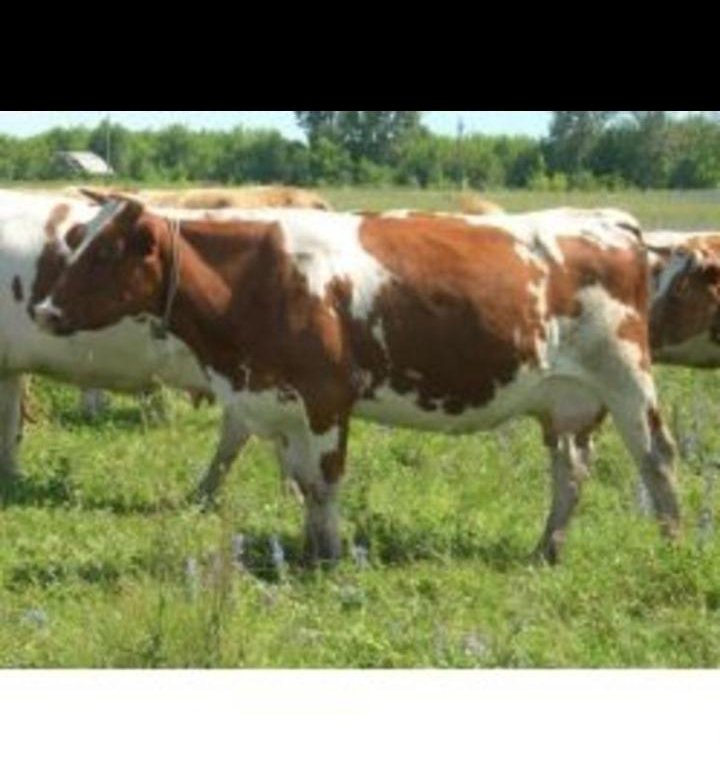 голштинская порода коров рыжие. голштинская корова. корова красный белый цвет. лебединская порода коров экстерьер. корова красный белый цвет.