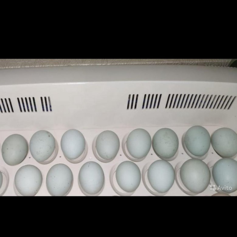 Купить яйцо инкубационное липецкая