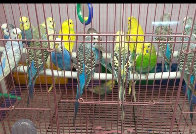 Где В Новосибирске Можно Купить Попугая