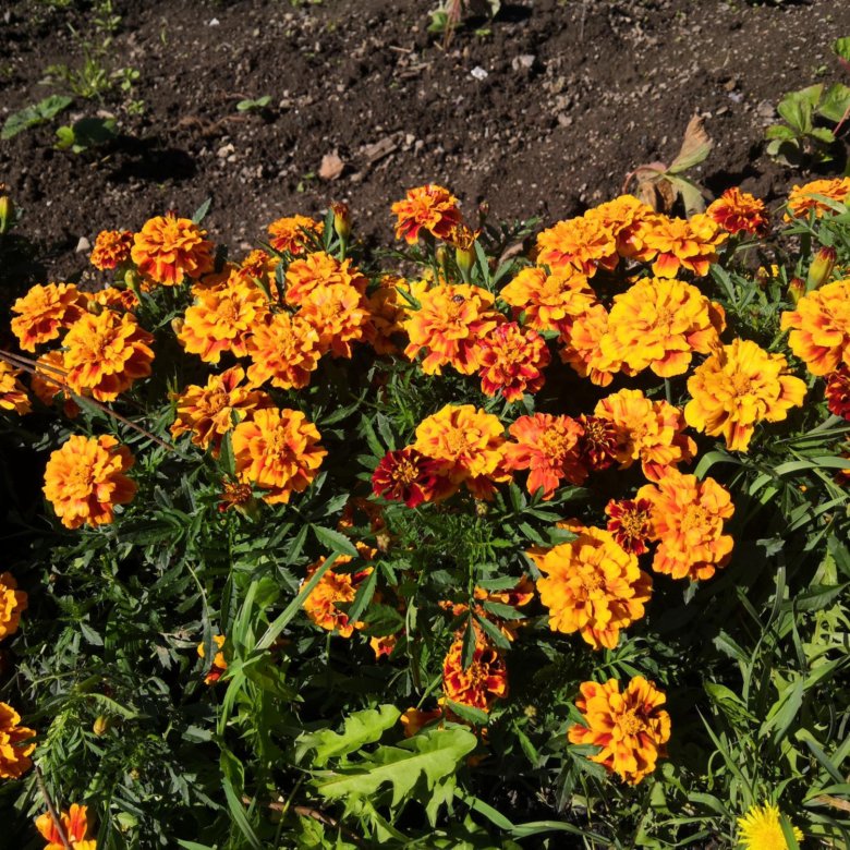 Рассада петунии и бархатцев. Бархатцы на рассаду. Рассада петунии и бархатцев. Рассада бархатцев тагетес. Бархатцы на рассаду.