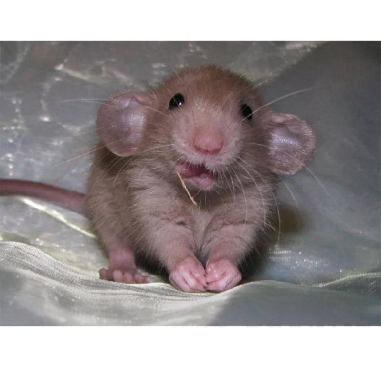 Крыса дамбо отличия фото и обычная