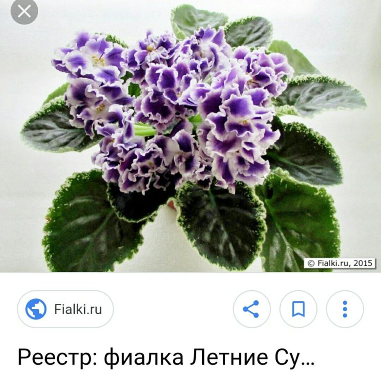 Сумерек фиалка