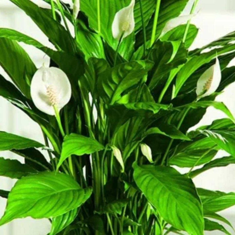 Спатифиллум. Спатифиллум wallisii. Spathiphyllum wallisii цветок. Спатифиллум Уоллиса (Spathiphyllum wallisii).