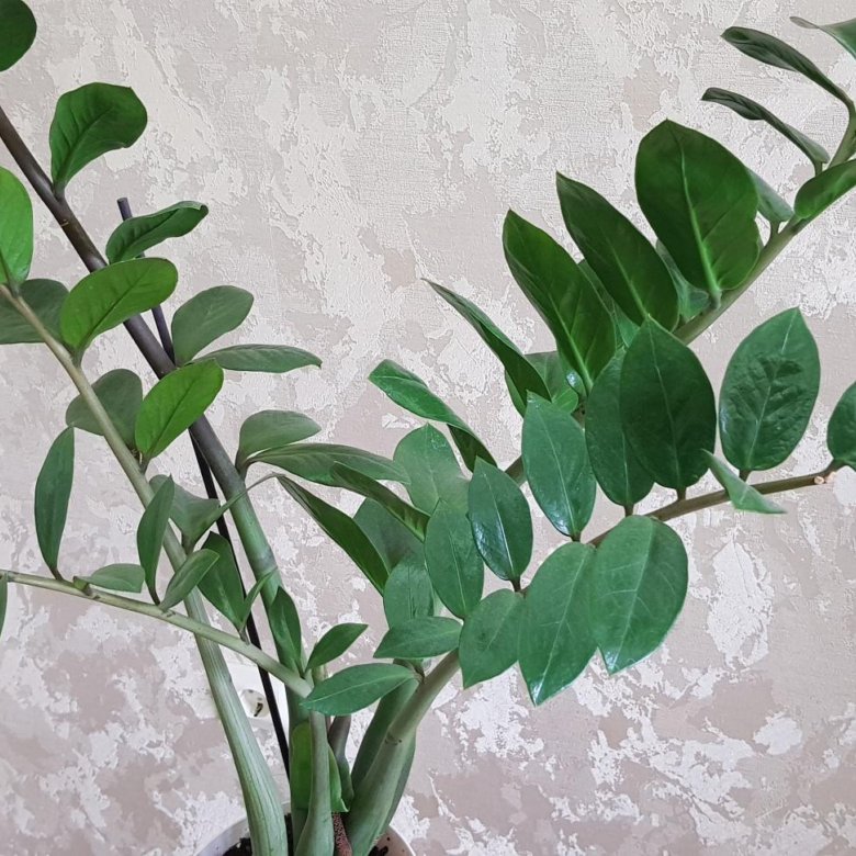 Замиокулькас – купить, цена 500 руб., продано 23 июня 2020 – Растения и ...