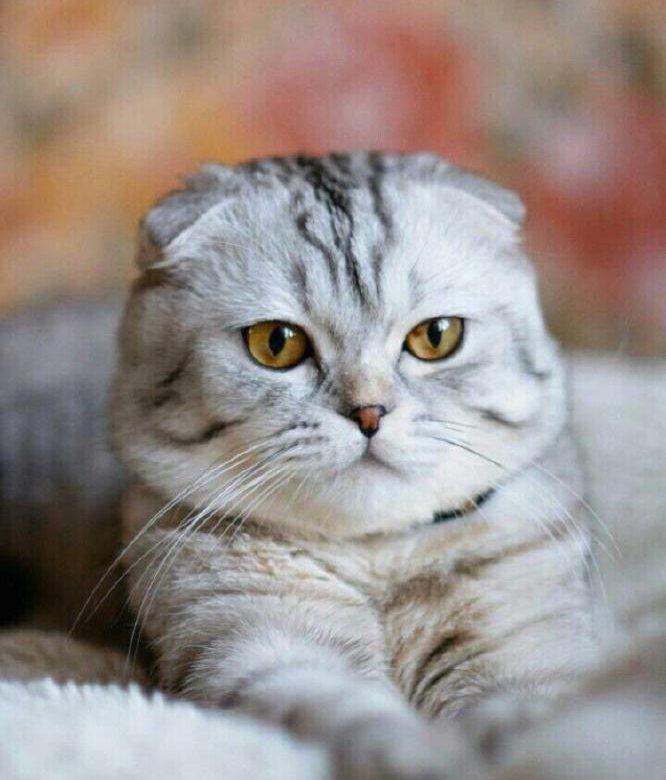 Шатлансктнвислоухая кошка цена
