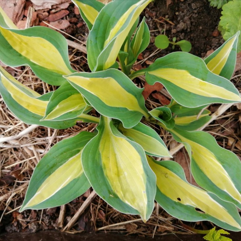 хоста blizzard. Alley oop хоста. хоста калейдохром хоста. хоста винтер фрост. коллекционные хосты.