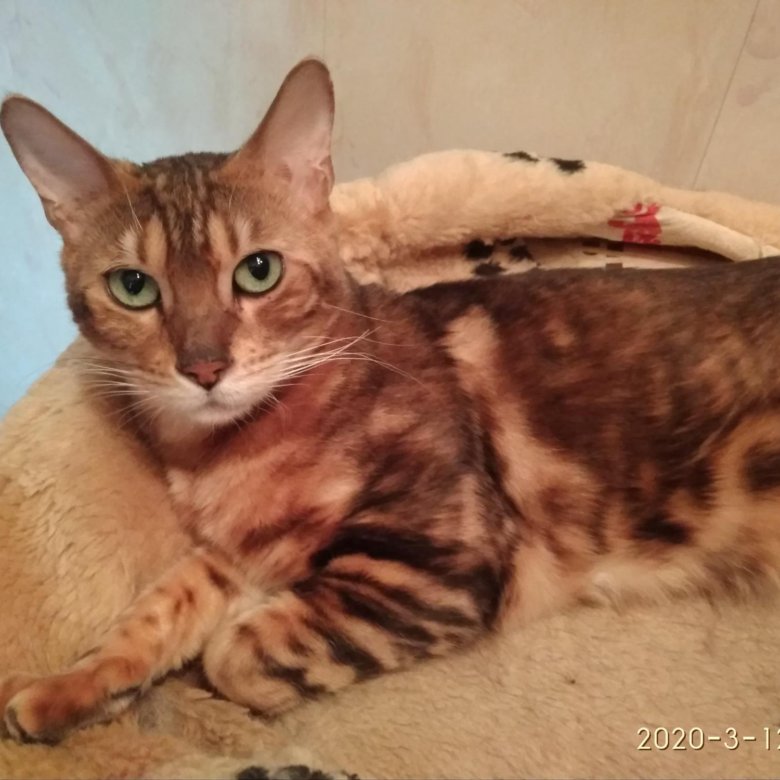 Мраморная Бенгальская кошка – купить в Санкт-Петербурге, цена 4 000 руб.,  продано 27 сентября 2020 – Кошки