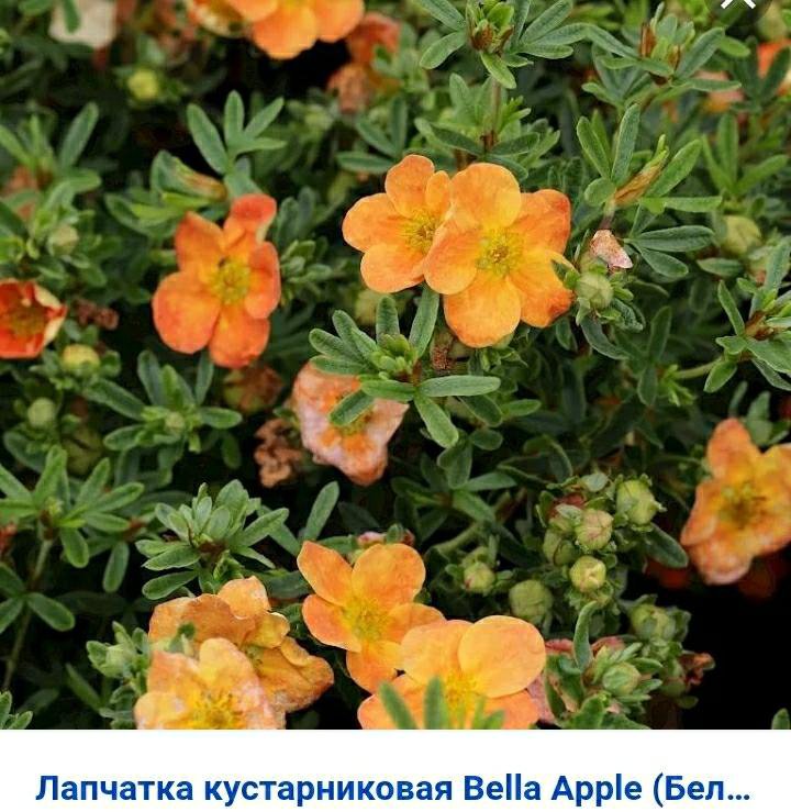 Лапчатка – купить, цена 290 руб., продано 19 июля 2020 – Растения и семена