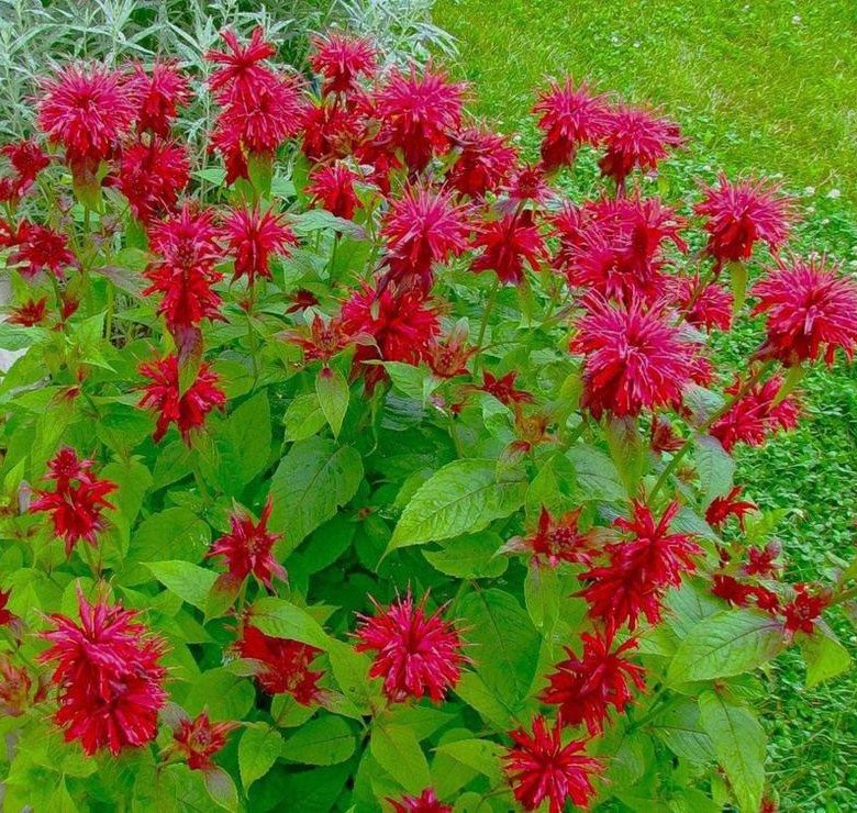 Монарда (Monarda «prariebrand»