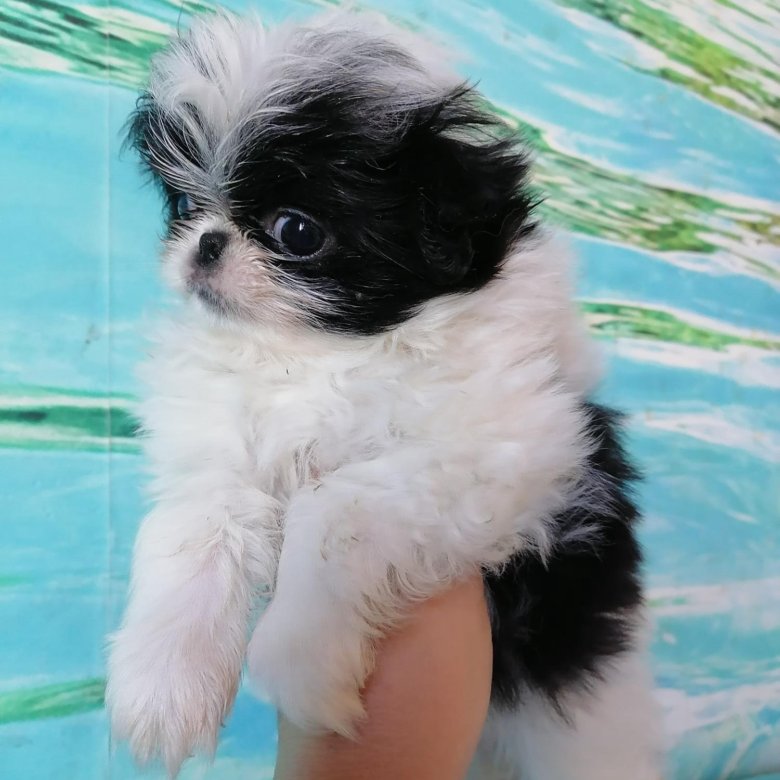 Купить щенка японского Хина в Новосибирске. Японский Хин купить во Владикавказе.