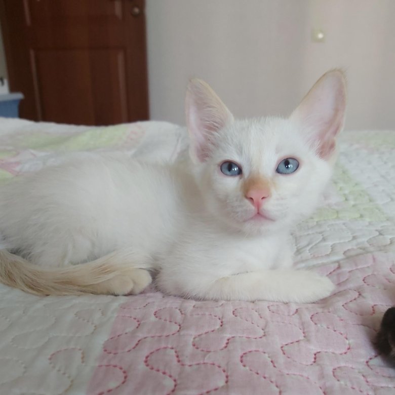 Тайские кошки - красивые, умные и любознательные