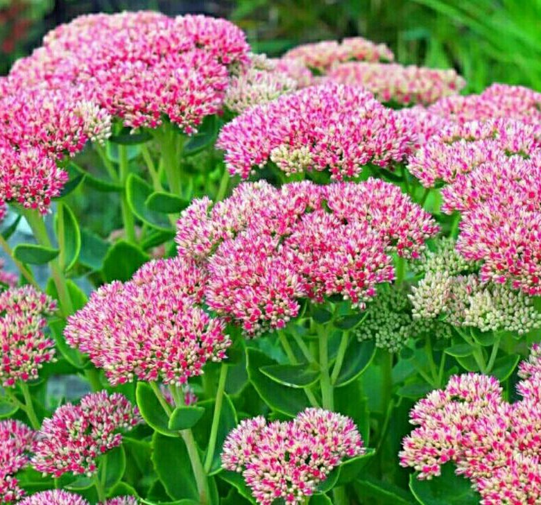 Очиток Видный – купить в Москве, цена 100 руб., дата размещения: 04.05. ...