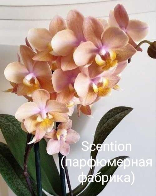 Орхидея Scention (парфюмерная фабрика) – купить в Красноярске, цена 650  руб., продано 2 сентября 2020 – Растения и семена